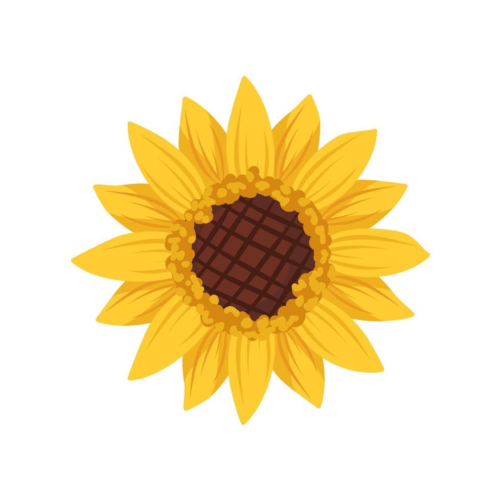 helle sonnenblumenblume mit gelben blättern. element der natur, pflanze für dekoration und design. flache vektorillustration vektor