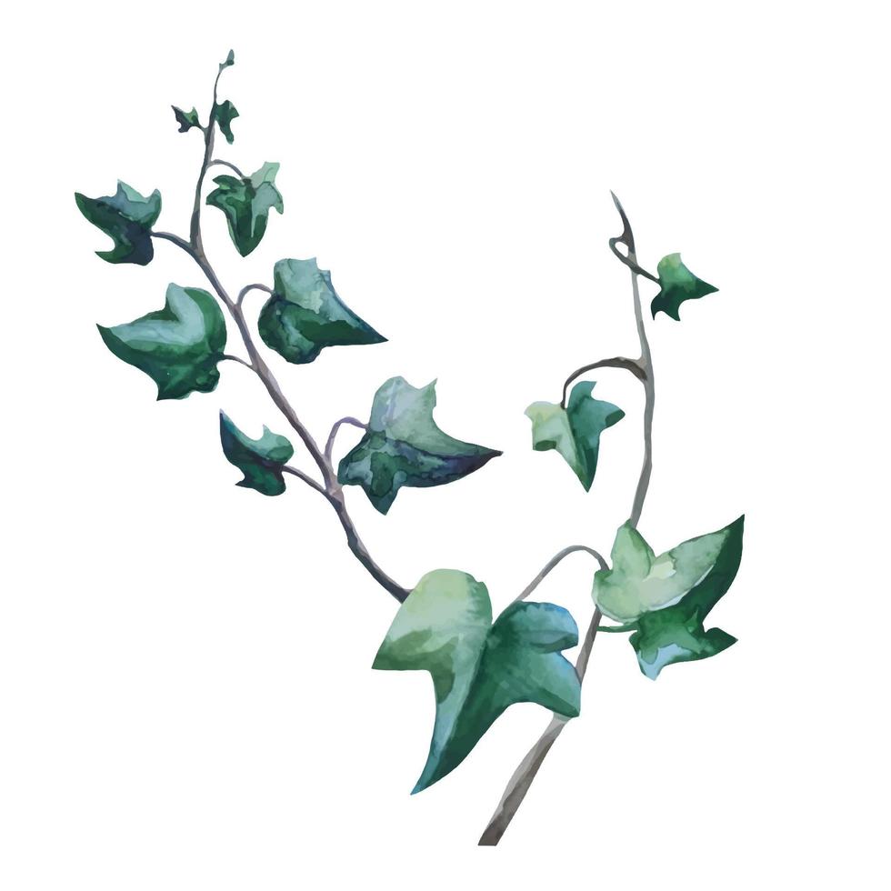 murgrönaväxt med krypande grenar, botanisk illustration vektor