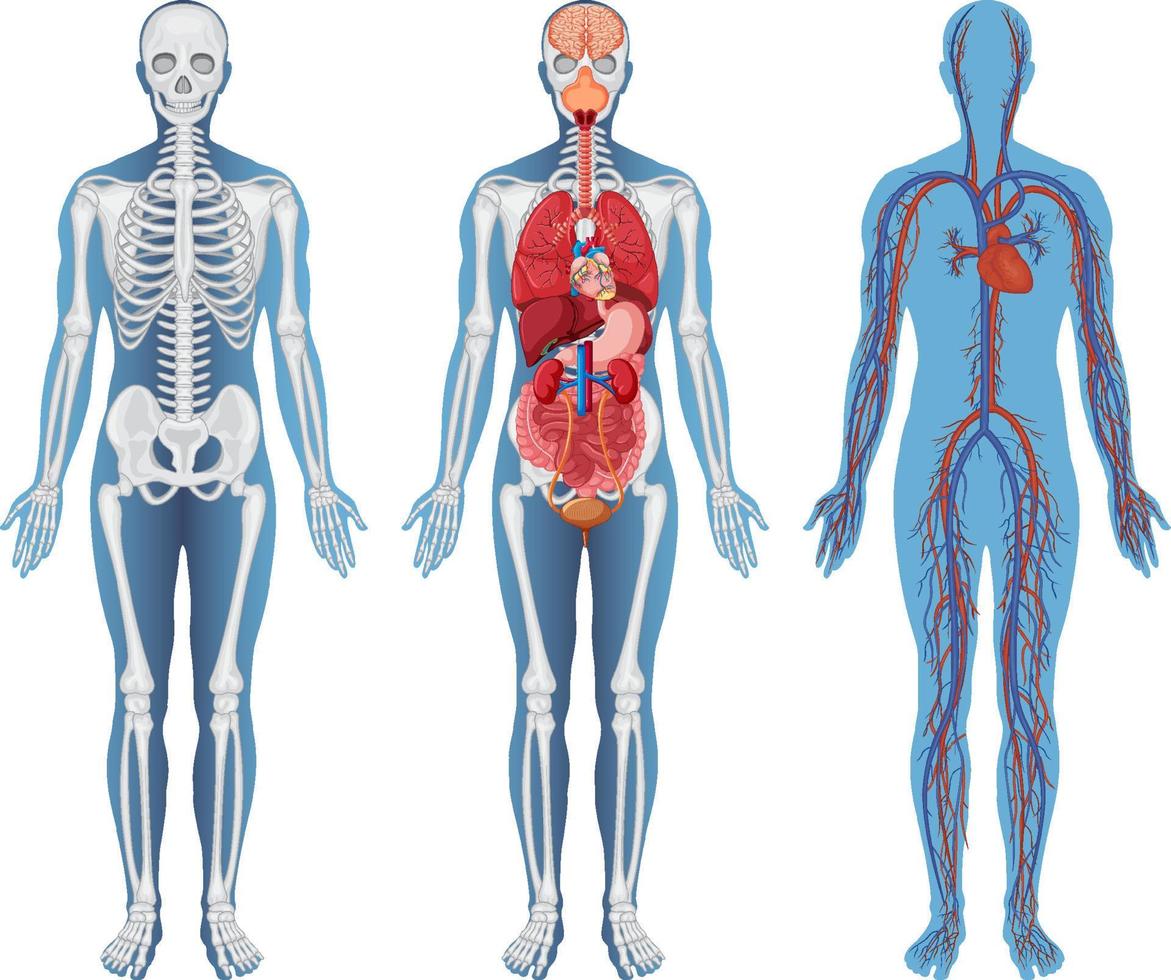 anatomisk struktur mänskliga kroppar vektor