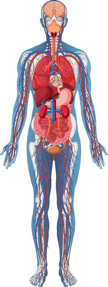 anatomische Struktur des menschlichen Körpers vektor