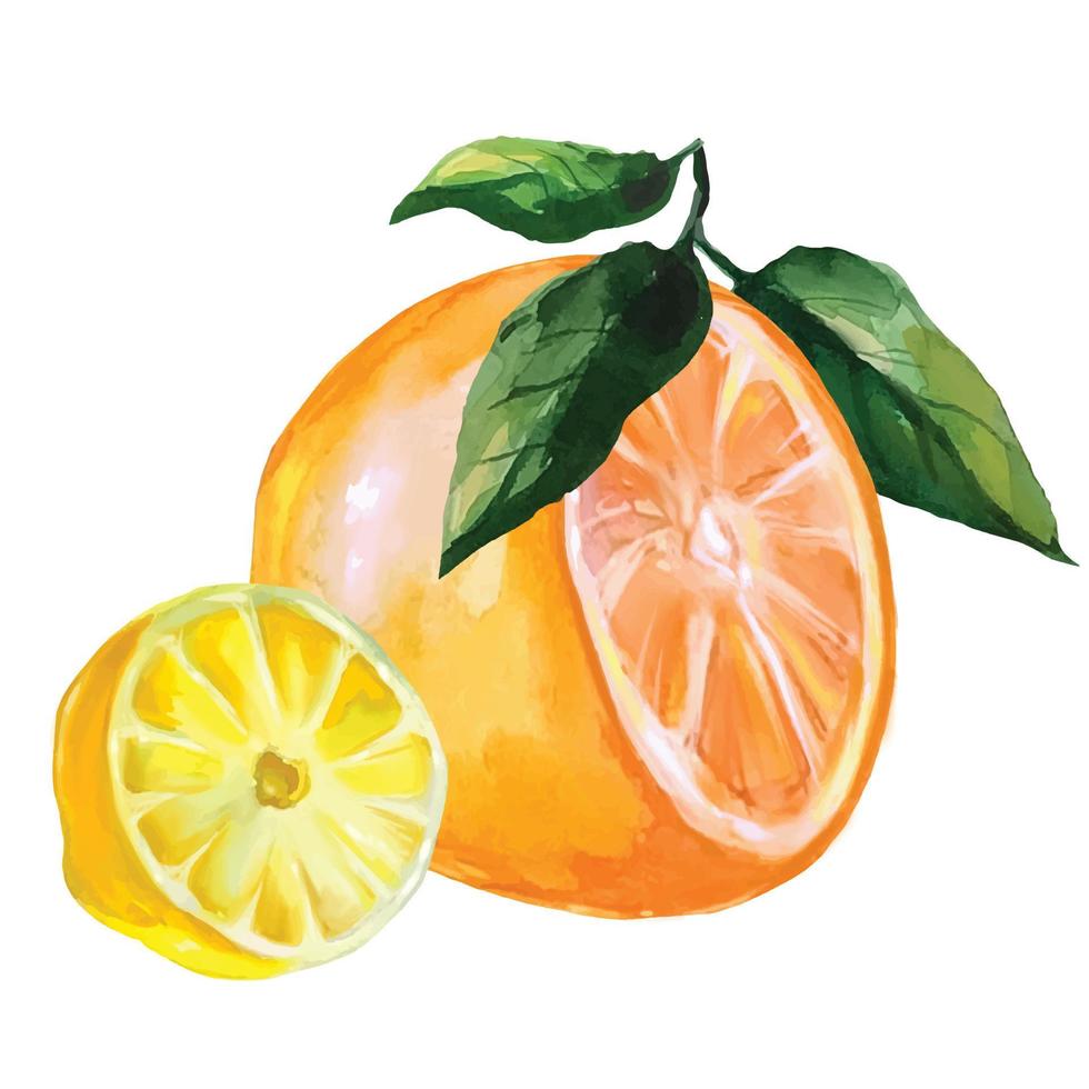 Fruchtfruchtorange und halbe Zitrone mit Blättervektorillustration vektor