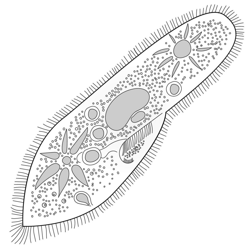 Bakterien-Iconslipper Animalkul-Vektorillustration auf weißem Hintergrund vektor