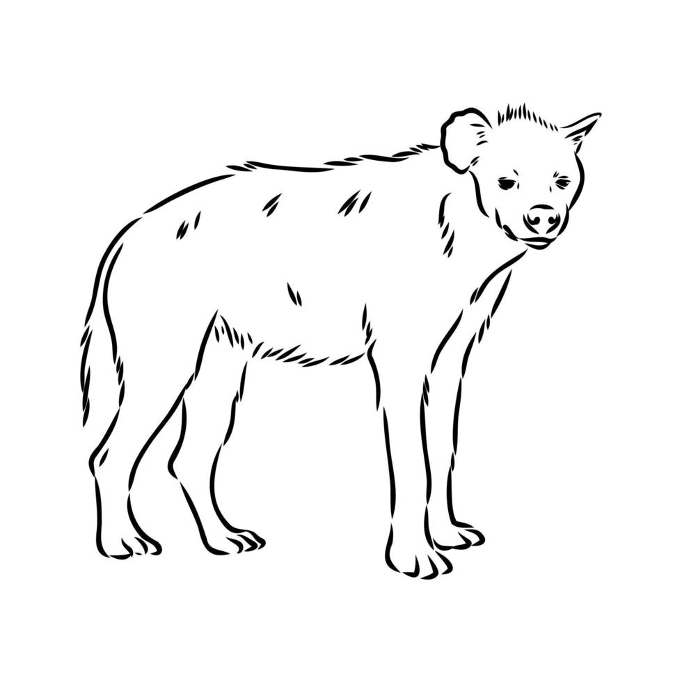 Hyäne-Vektorskizze vektor