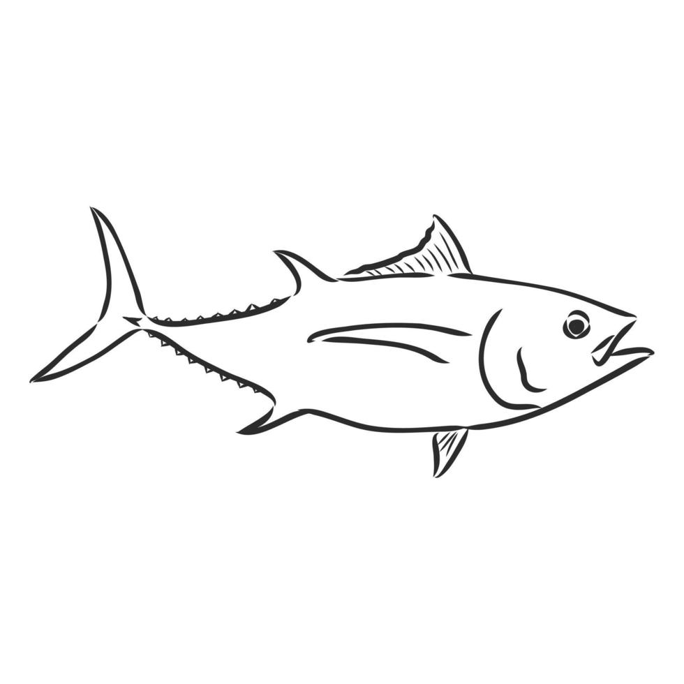 Thunfisch-Vektorskizze vektor