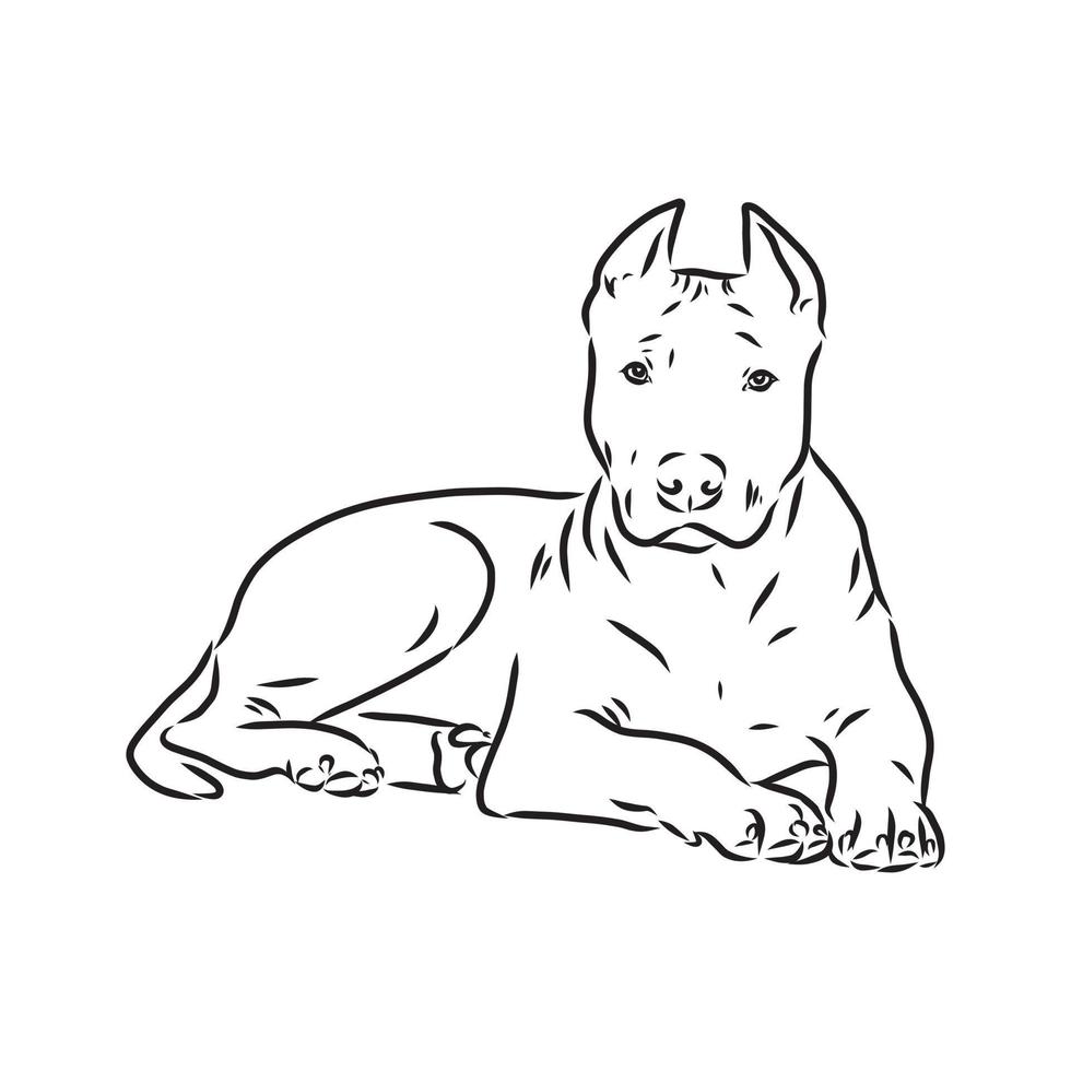 pit bull terrier vektor skiss