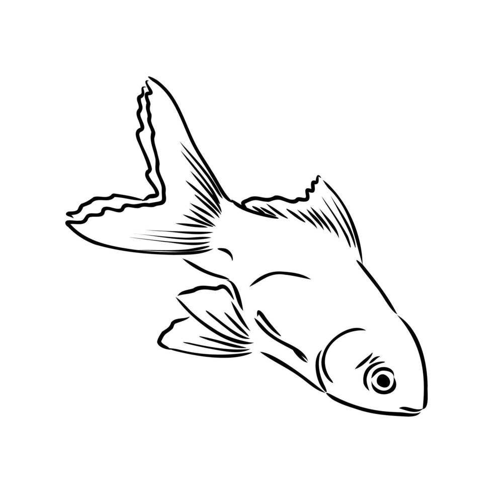 Aquarienfisch-Vektorskizze vektor