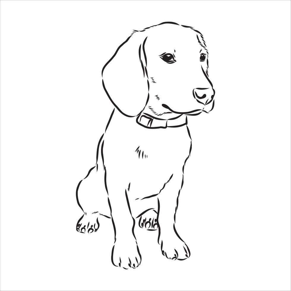 Beagle-Hund-Vektorskizze vektor