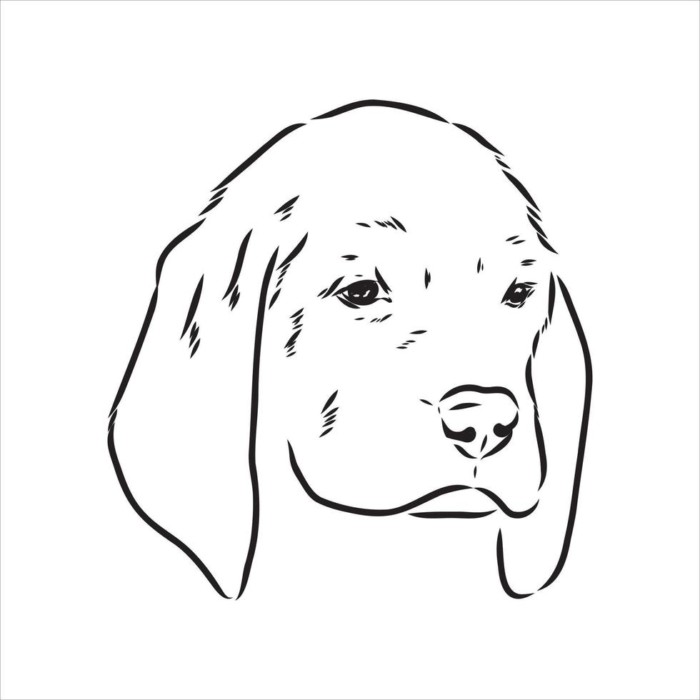 beagle hund vektor skiss