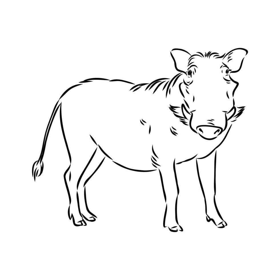 Warzenschwein-Vektorskizze vektor