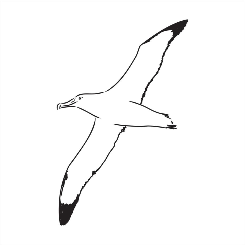 Albatros-Vektorskizze vektor