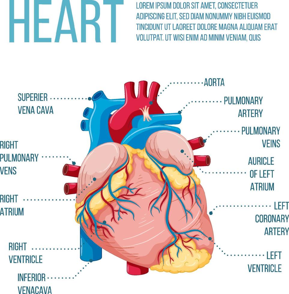 mänskligt inre organ med hjärta vektor