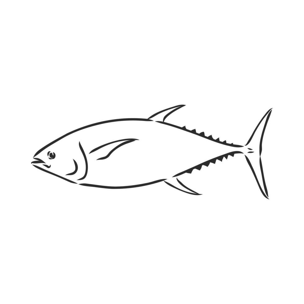tonfisk vektor skiss