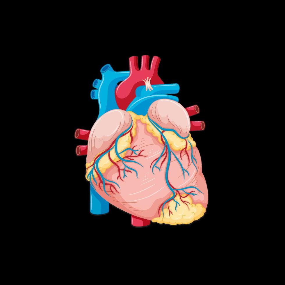 mänskligt inre organ med hjärta vektor