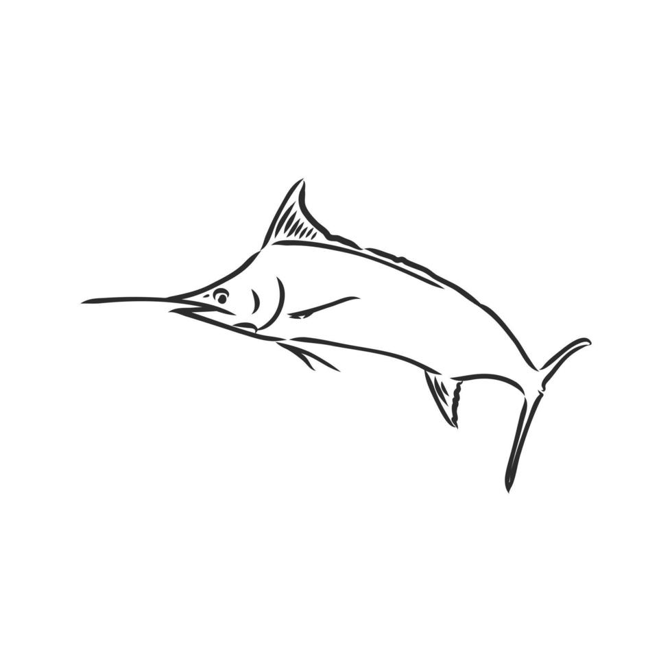 marlin fisk vektor skiss