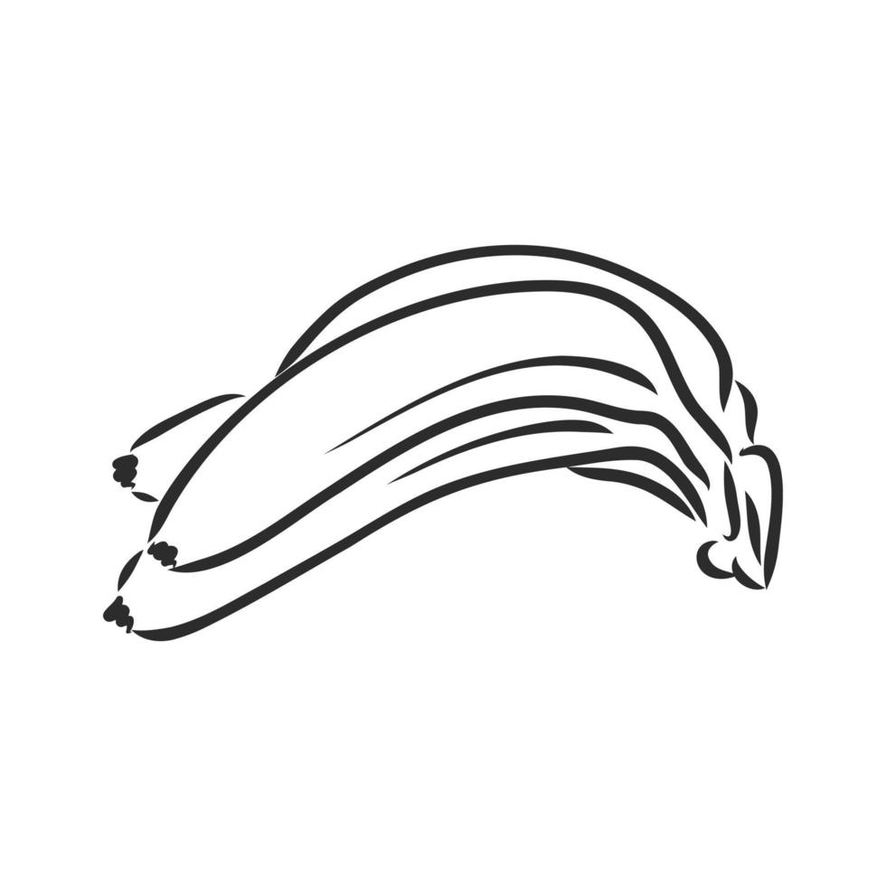 Bananenvektorskizze vektor