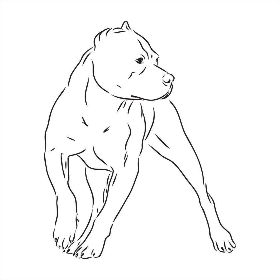 pit bull terrier vektor skiss