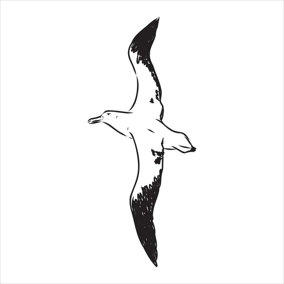 Albatros-Vektorskizze vektor