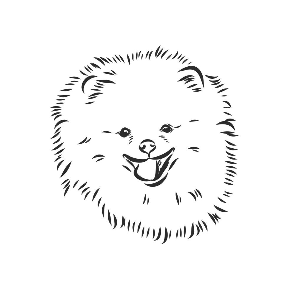 pomeranian vektor skiss