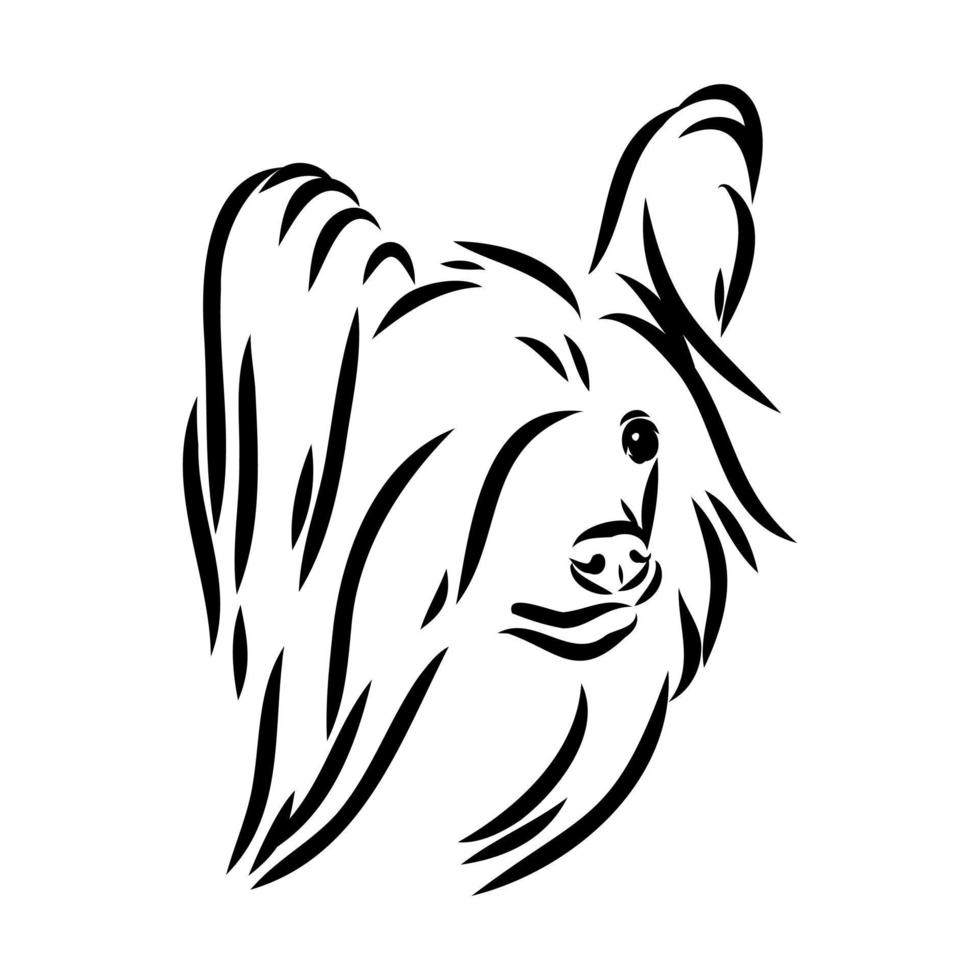 kinesisk crested hund vektor skiss