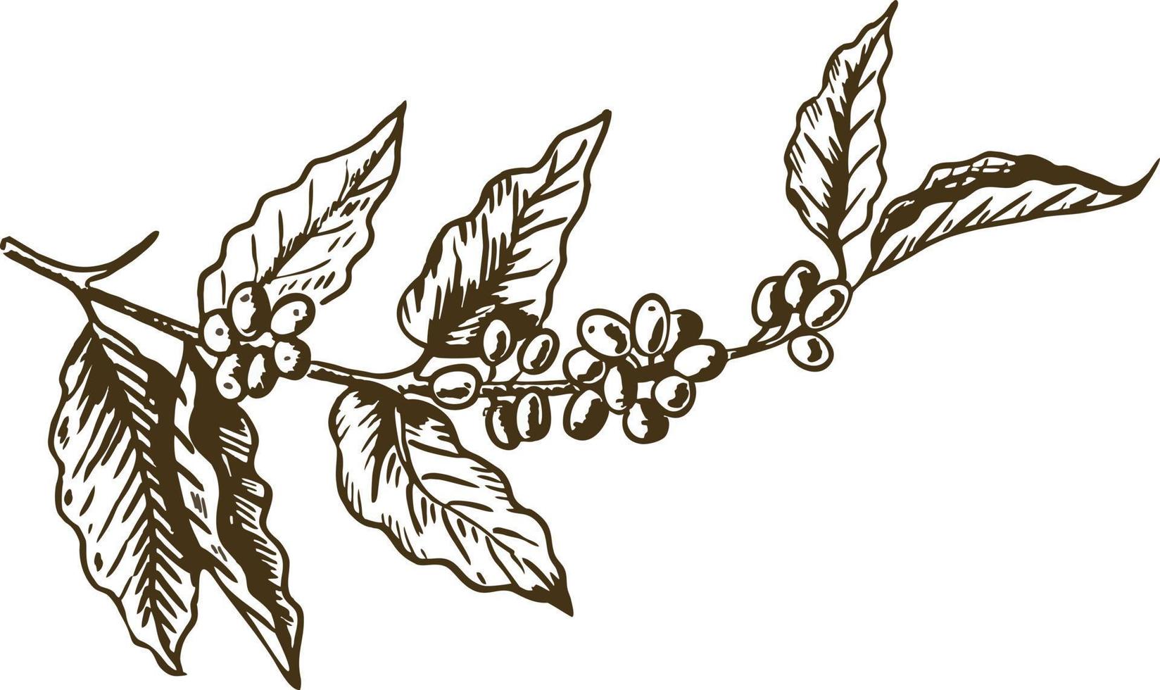 kaffeträd med bönor kaffe skiss och färglös bild, löv och kaffebönor ekologisk växt vektor
