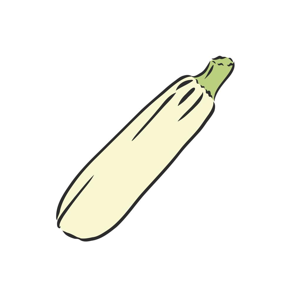 zucchini vektor skiss