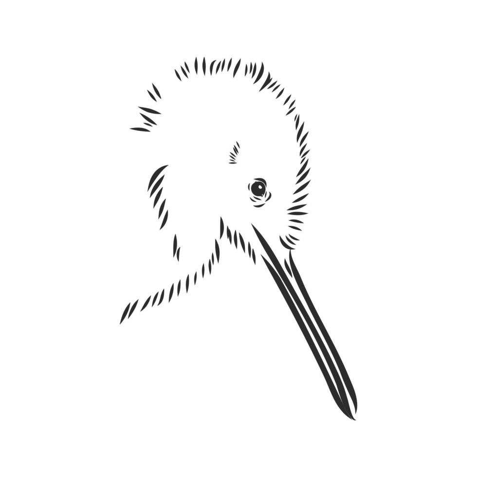 Kiwi-Vogel-Vektorskizze vektor