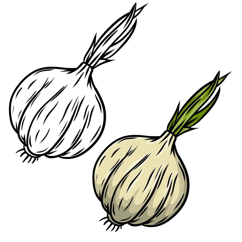 vitlök. två kryddiga grönsaker. tecknad illustration. naturlig produkt. vektor