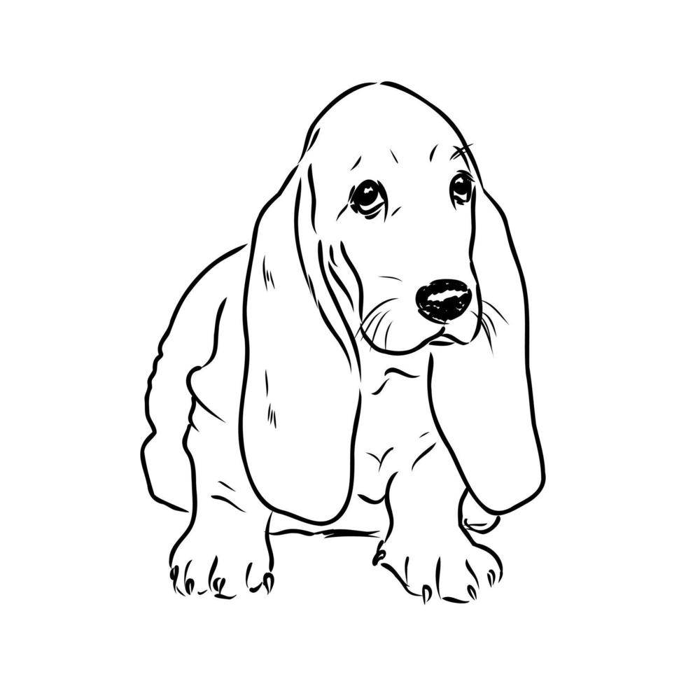 basset hound vektor skiss