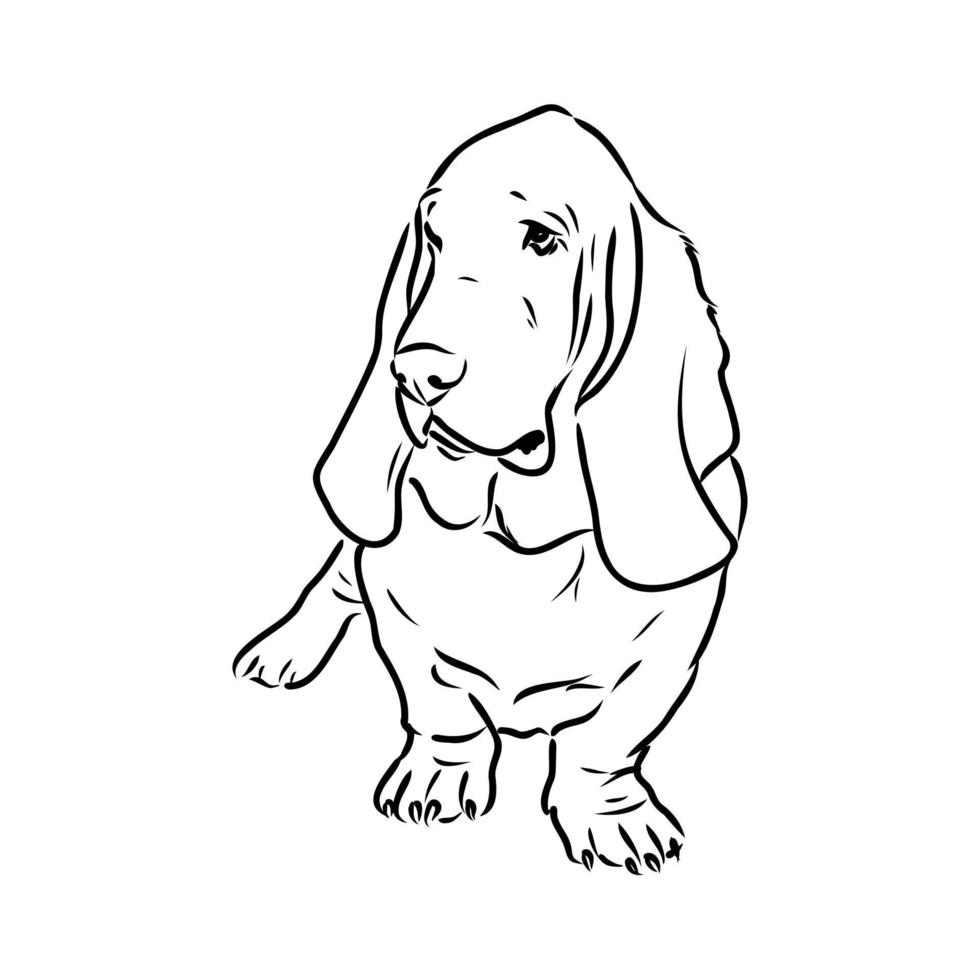 basset hound vektor skiss