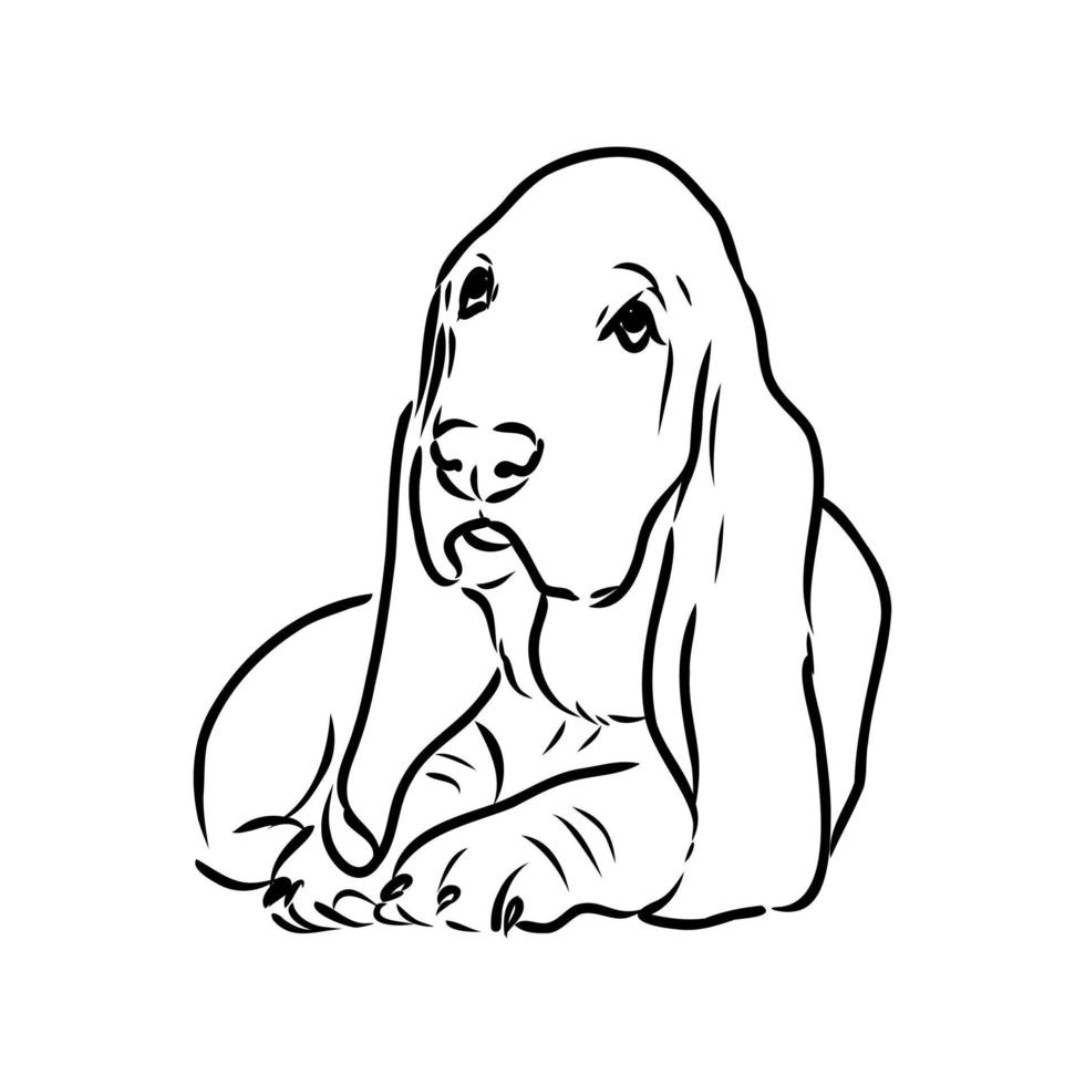 basset hound vektor skiss