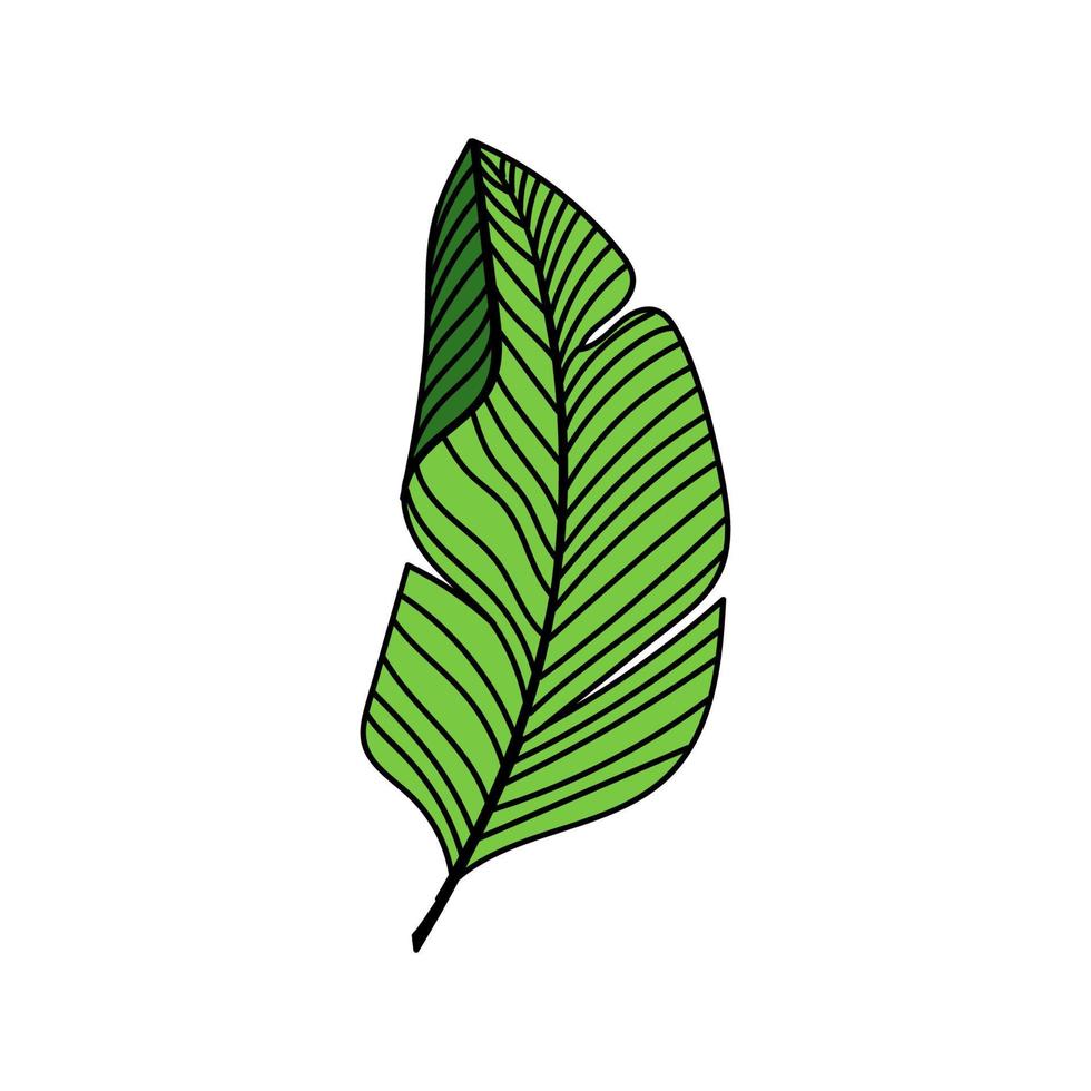 ein einfaches Palmblatt-Symbol. anschauliche Darstellung. ein handgezeichnetes Element im Doodle-Stil. Palme. Tropen, Sommer. isolierte vektorillustration vektor