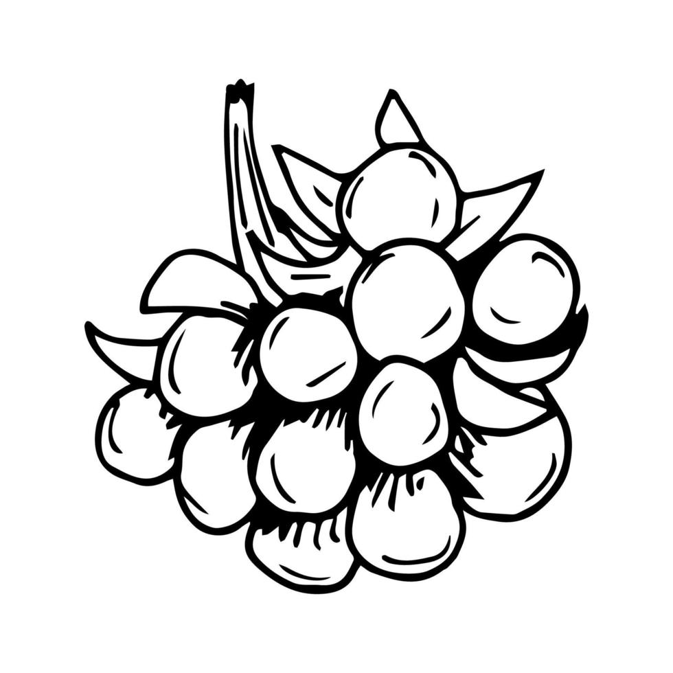 handgezeichnete einfache Vektorillustration mit schwarzem Umriss. Wald wilder Rubus saxatilis, Steinbeere isoliert auf weißem Hintergrund. für Drucke, Etiketten, Aufkleber. vektor
