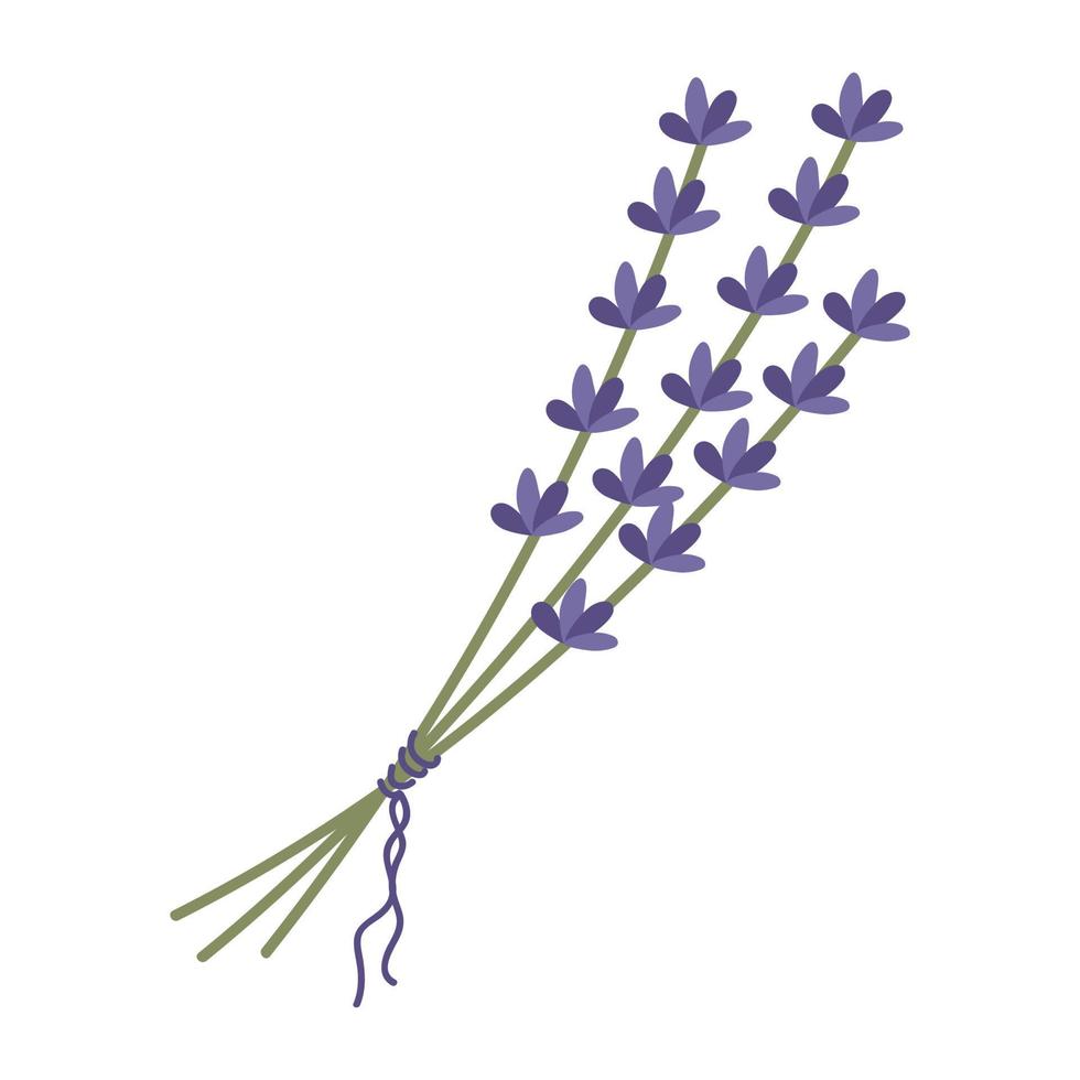 bukett lavendel kvistar bundna med ett band. vackra lila blommor. vektorillustrationen är isolerad. för design eller vykort vektor