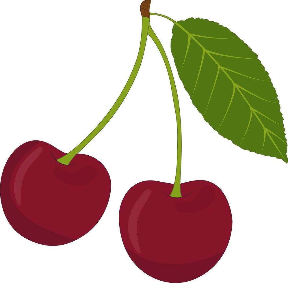 vektor illustration av ett körsbärsträd. vektorillustration av ett körsbär som används för tidskrifter, böcker, matapplikationer, affischer, menyomslag, webbsidor.