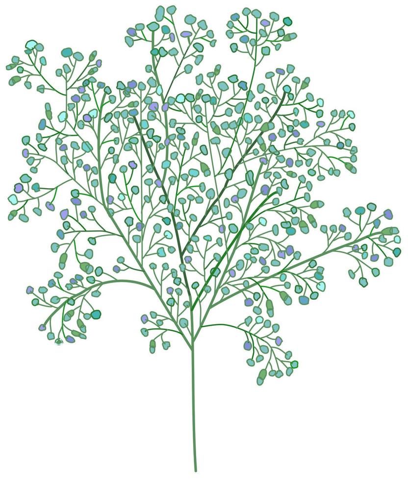 vektorisolierte illustration von gypsophila. vektor