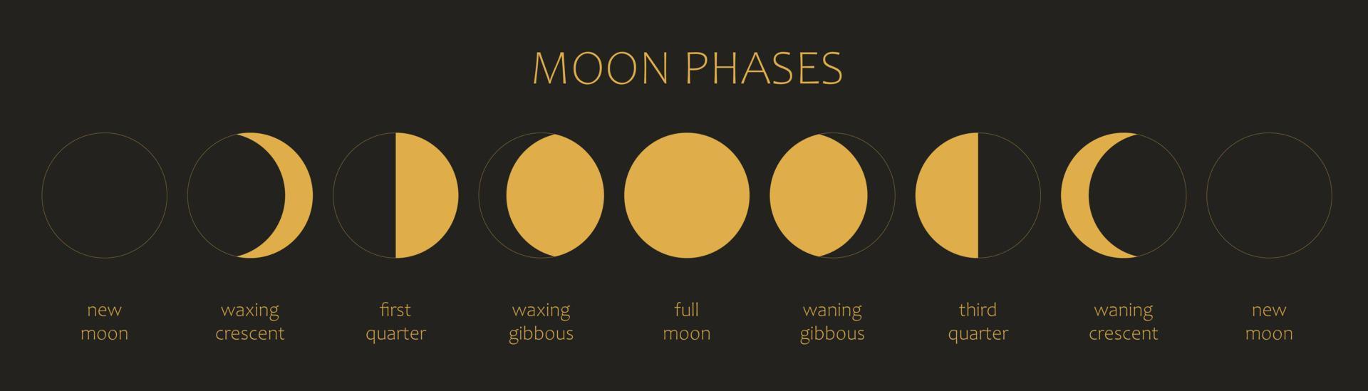 månen, månfaser på en svart bakgrund. hela cykeln från nymåne till fullmåne. astronomi och månkalender vektorillustration vektor