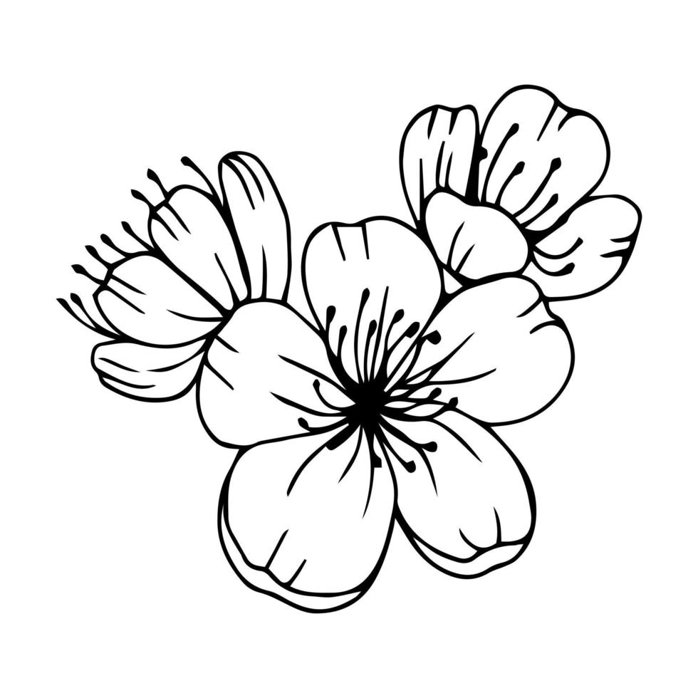skizze von frühlingsblumen von quitten, mandeln, apfelbaumzweigen mit knospen und blumen. handgezeichnete botanische Doodle-Vektorillustration in schwarzem Kontrast mit weißer Füllung. vektor