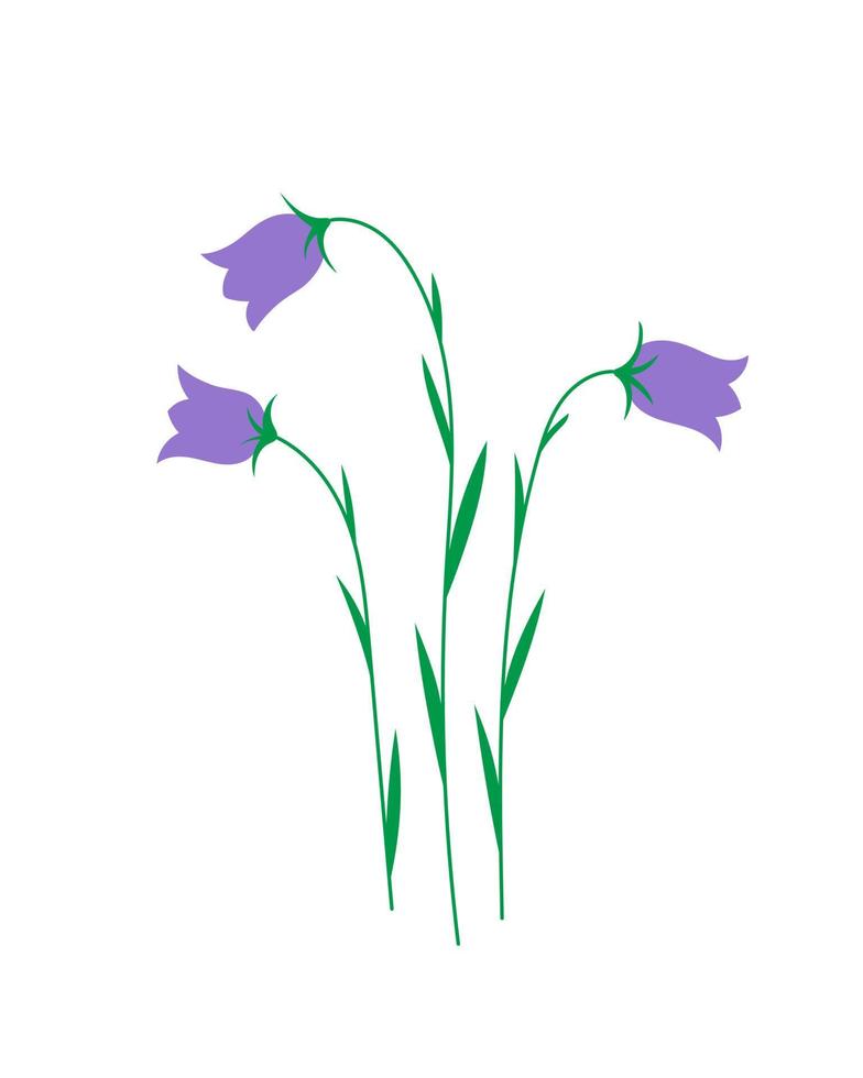 Campanula-Glockenblumen-Betriebsillustration auf weißem Hintergrund vektor