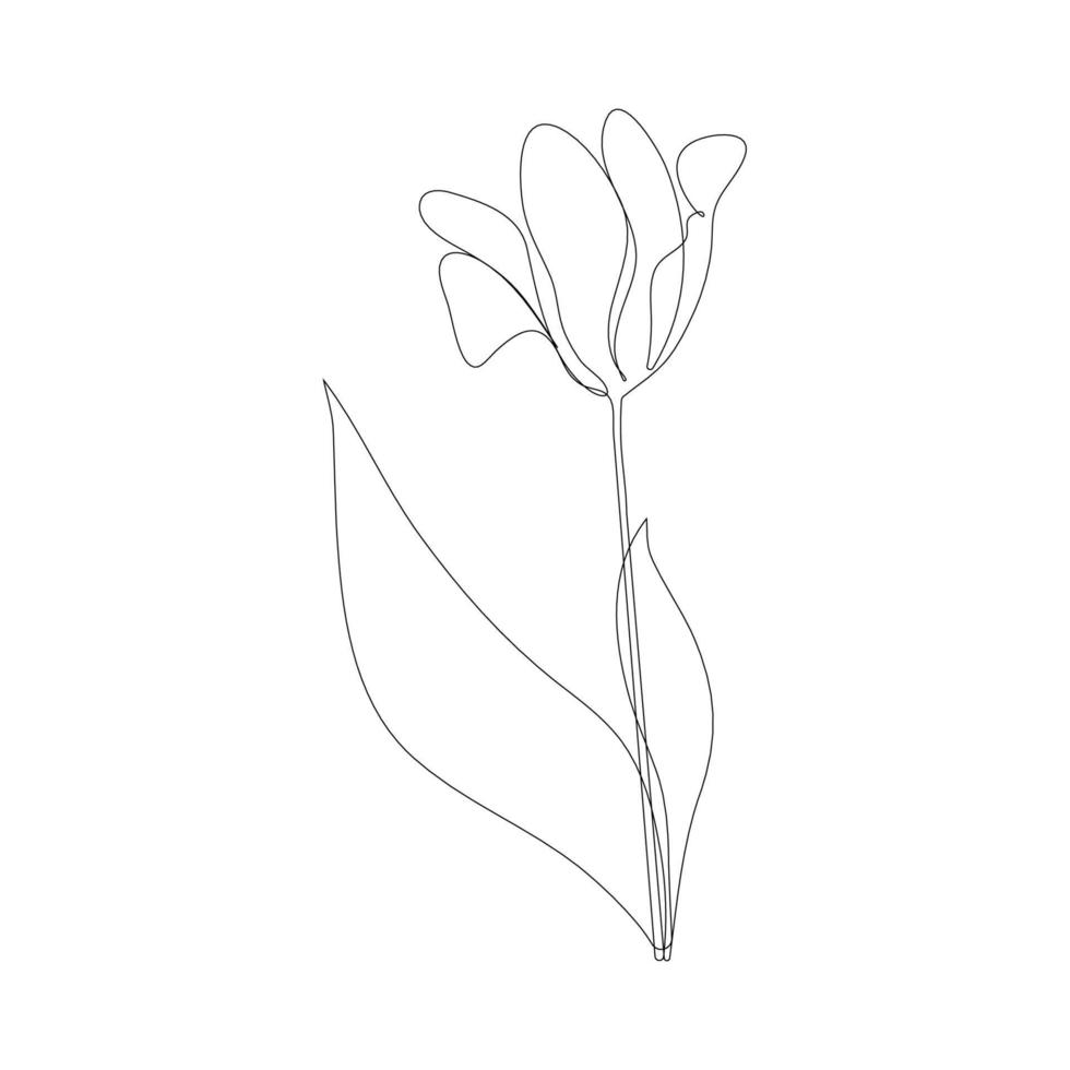vacker blommande tulpanblomma i kontinuerlig teckningsstil. minimalistisk svart linjär skiss isolerad på vit bakgrund. vektor illustration.