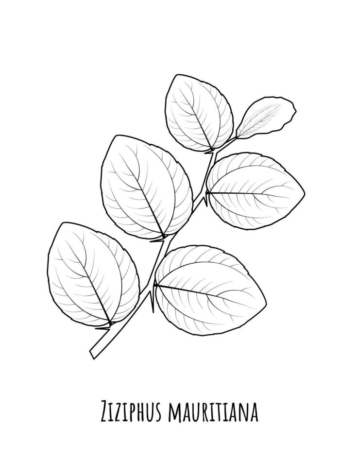 skiss av jujube eller ziziphus mauritiana, även känd som indisk jujube, bidara eller kinesiskt äpple. vektor illustration.