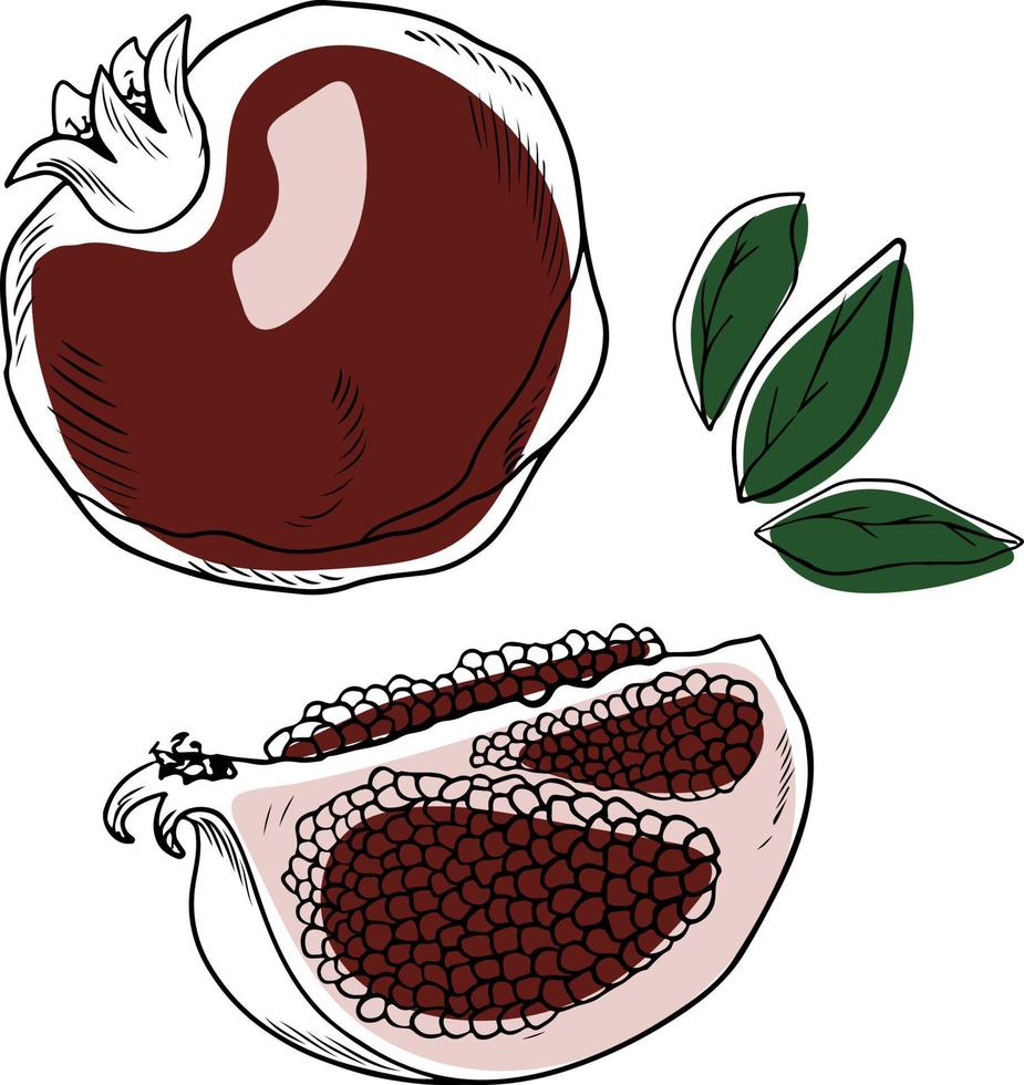 vektor granatäpplen, hela och skivade med löv, doodle stil på vit bakgrund. vektor illustration