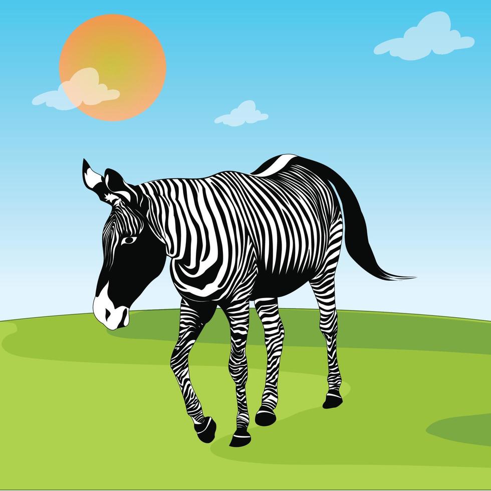 Zebras auf dem Feld vektor