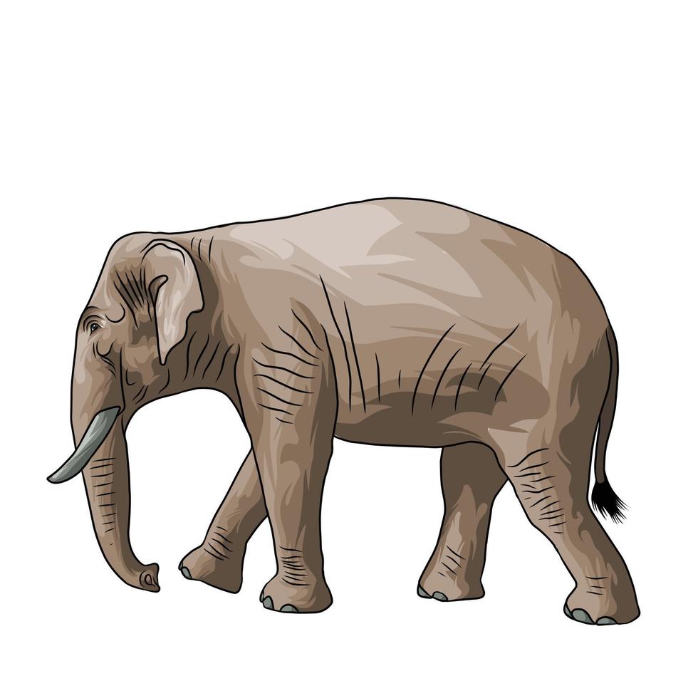 indischer elefant, vektor, weißer hintergrund vektor