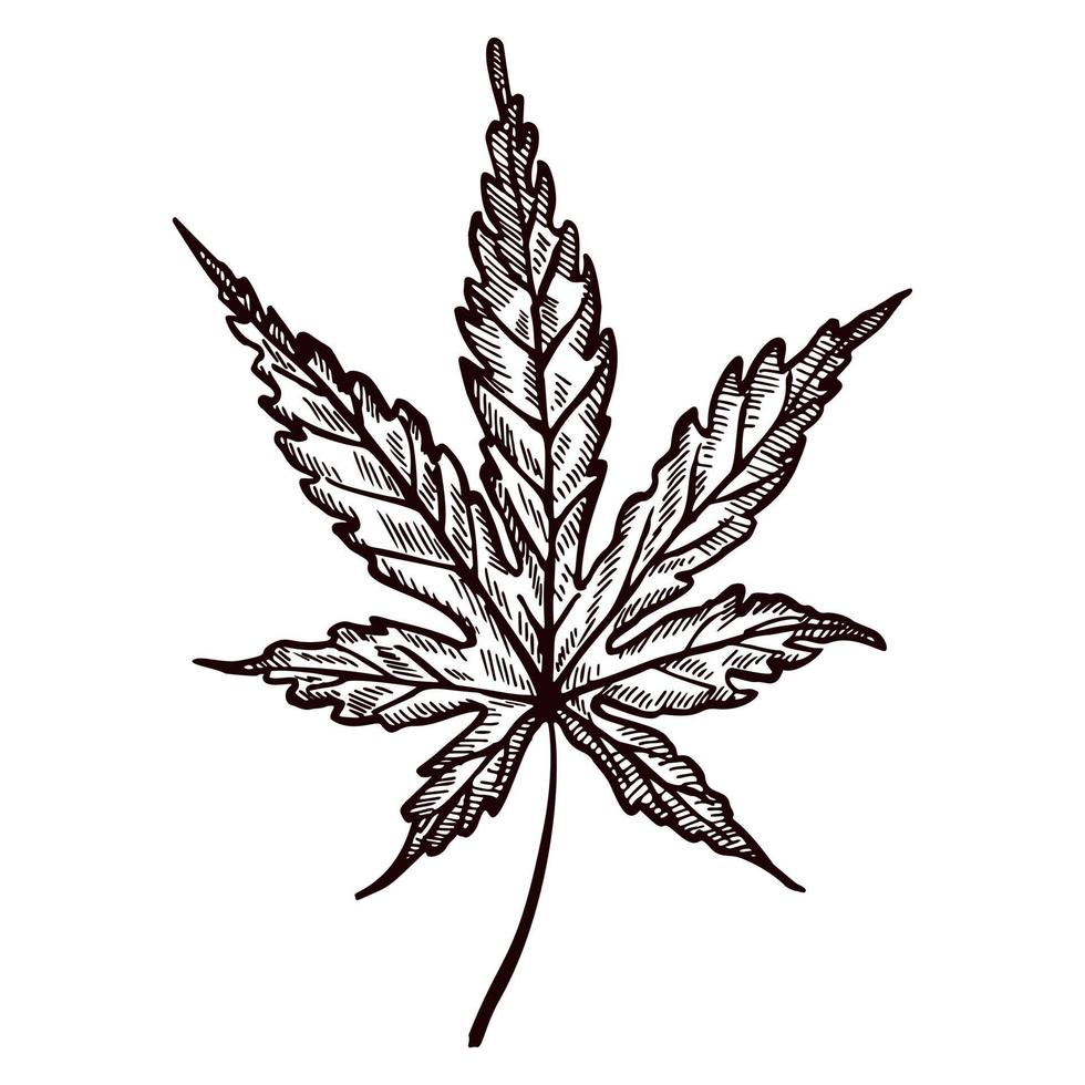 Blattahorn in isolierten weißen Hintergrund eingraviert. vintage kanadisches botanisches laub im handgezeichneten stil. vektor