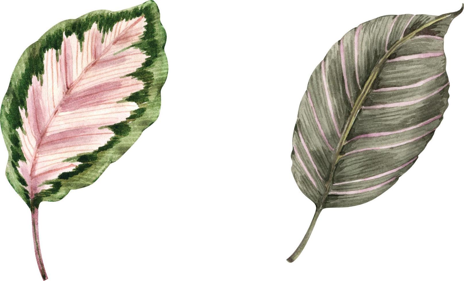 tropiska blad botaniska set, akvarell illustration. vektor