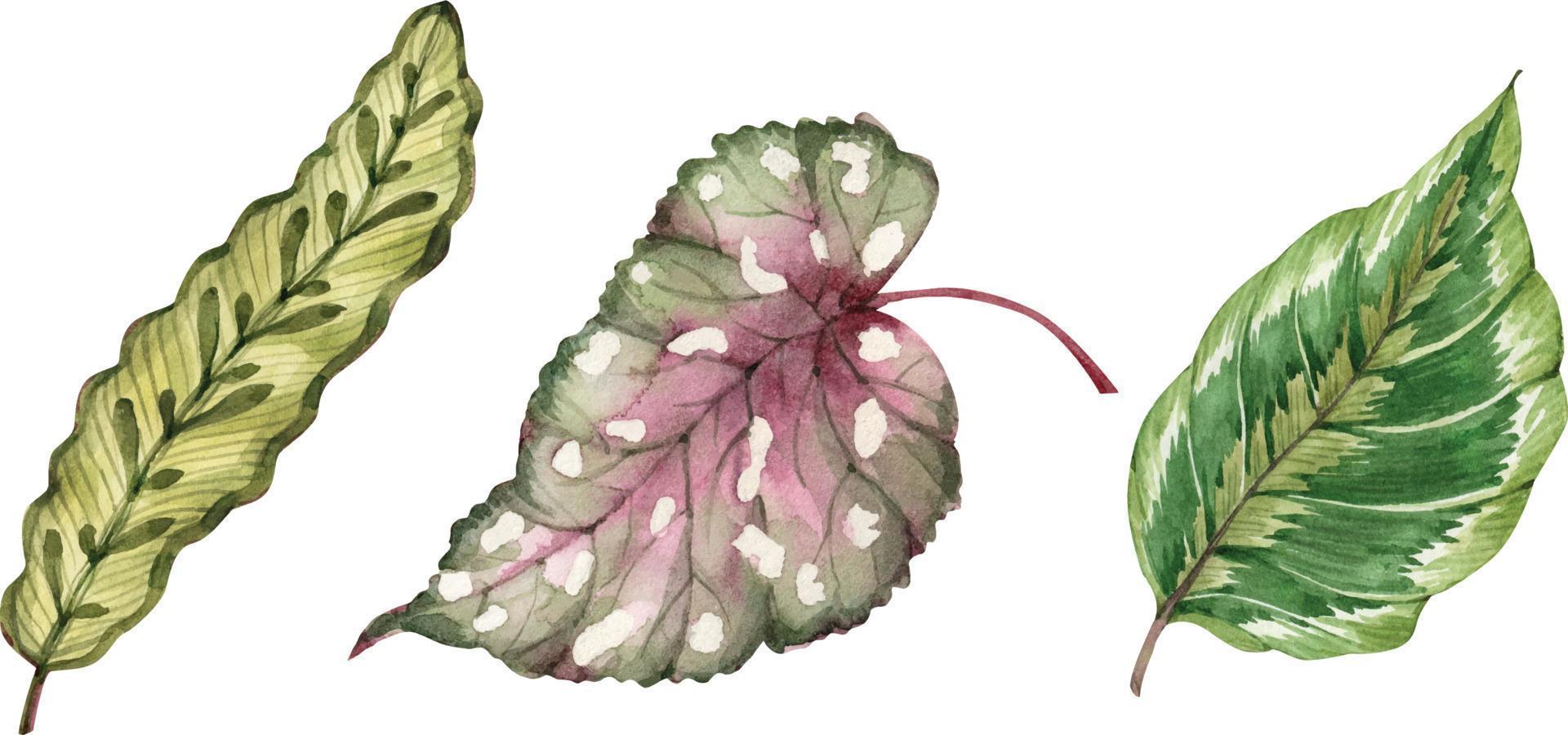 botanischer satz der tropischen blätter, aquarellillustration. vektor