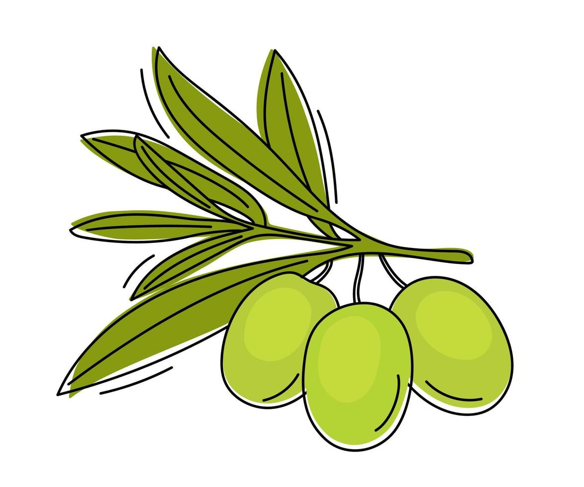 handritad gren med gröna oliver. vektor