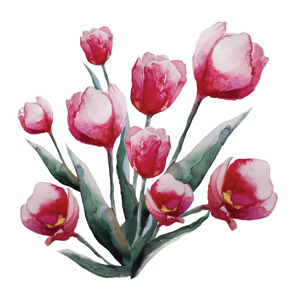Strauß blühender roter Tulpenblume mit Blättern Aquarellillustration, Vektor