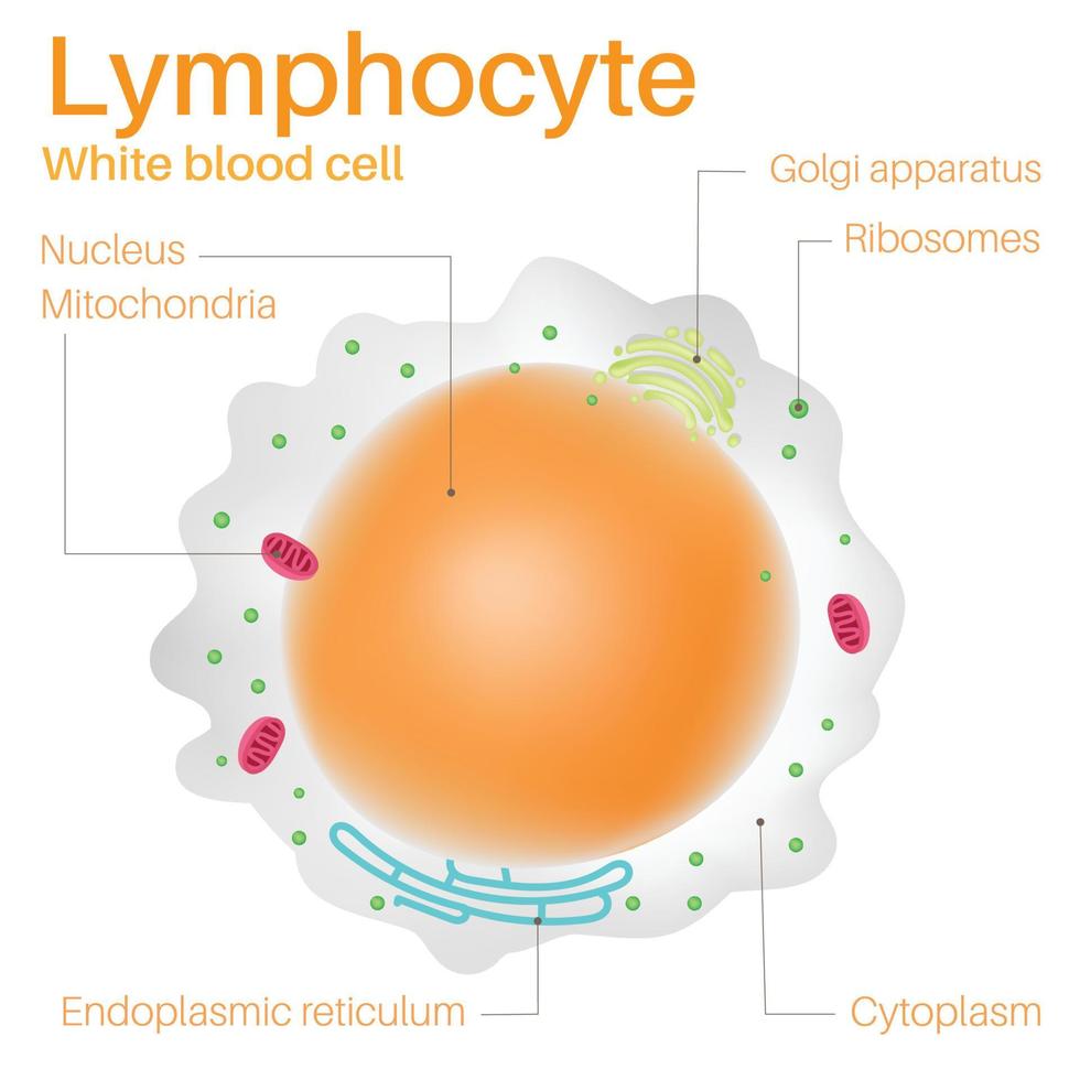 lymfocyter är vita blodkroppar. vektor