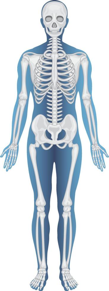 anatomische struktur menschliches skelett vektor